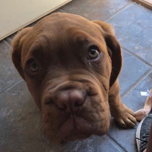 Meet your Posher, Alex